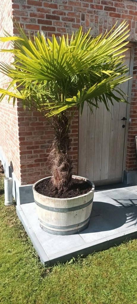 ‼️palmbomen trachycarpus fortunei aan promoprijzen ‼️, Ophalen