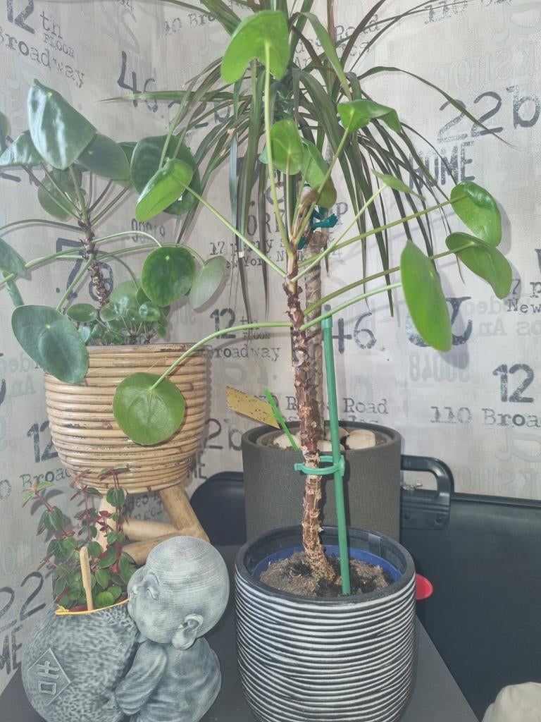 Grande plante à crêpes, Enlèvement