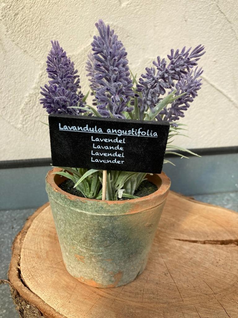 LAVENDELPLANT IN TERRA POTJE Groot NIEUW, Ophalen of Verzenden, Nieuw, Binnen