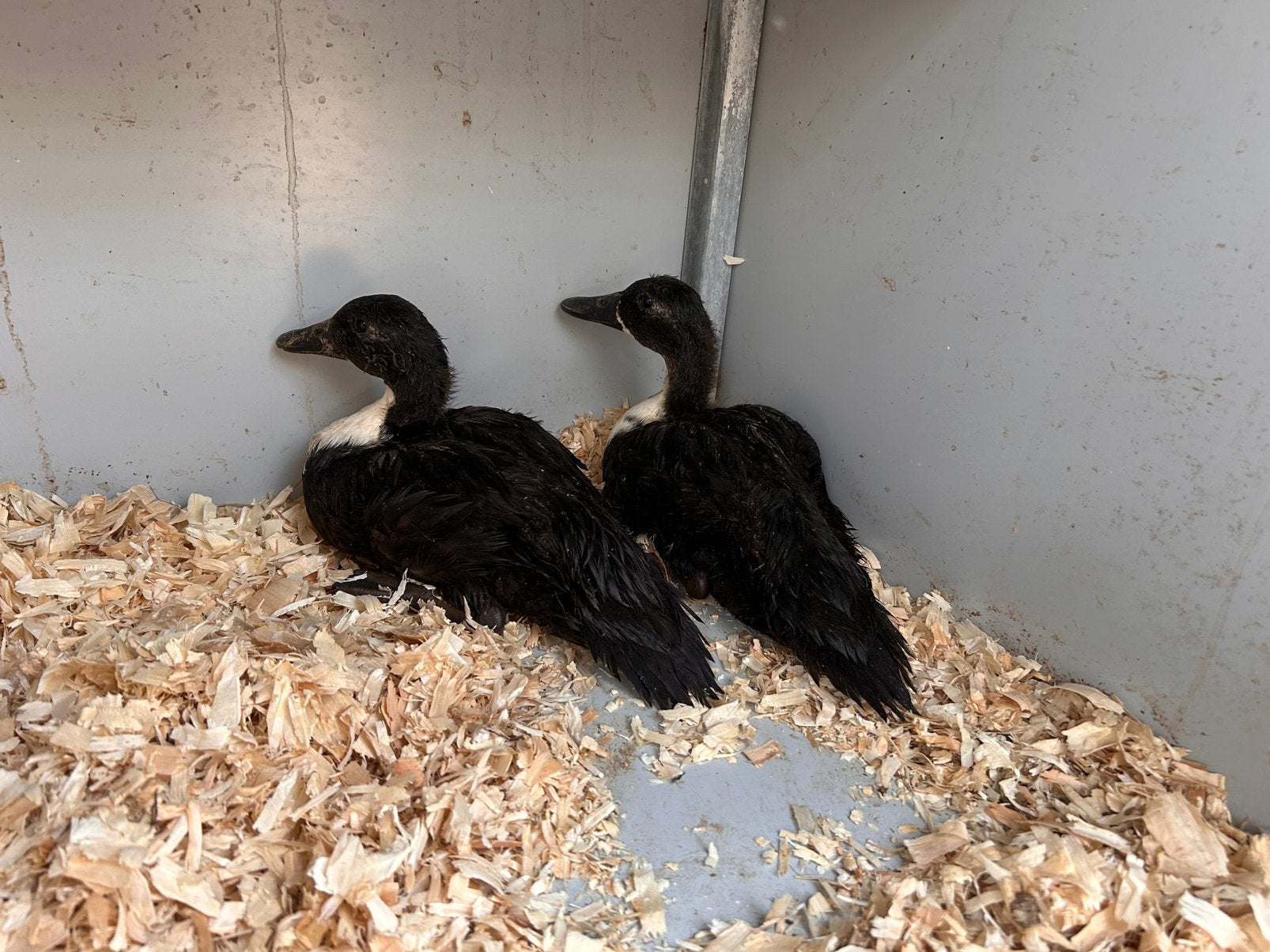 Koppel smaragd eenden, Dieren en Toebehoren, Pluimvee, Meerdere dieren, Eend