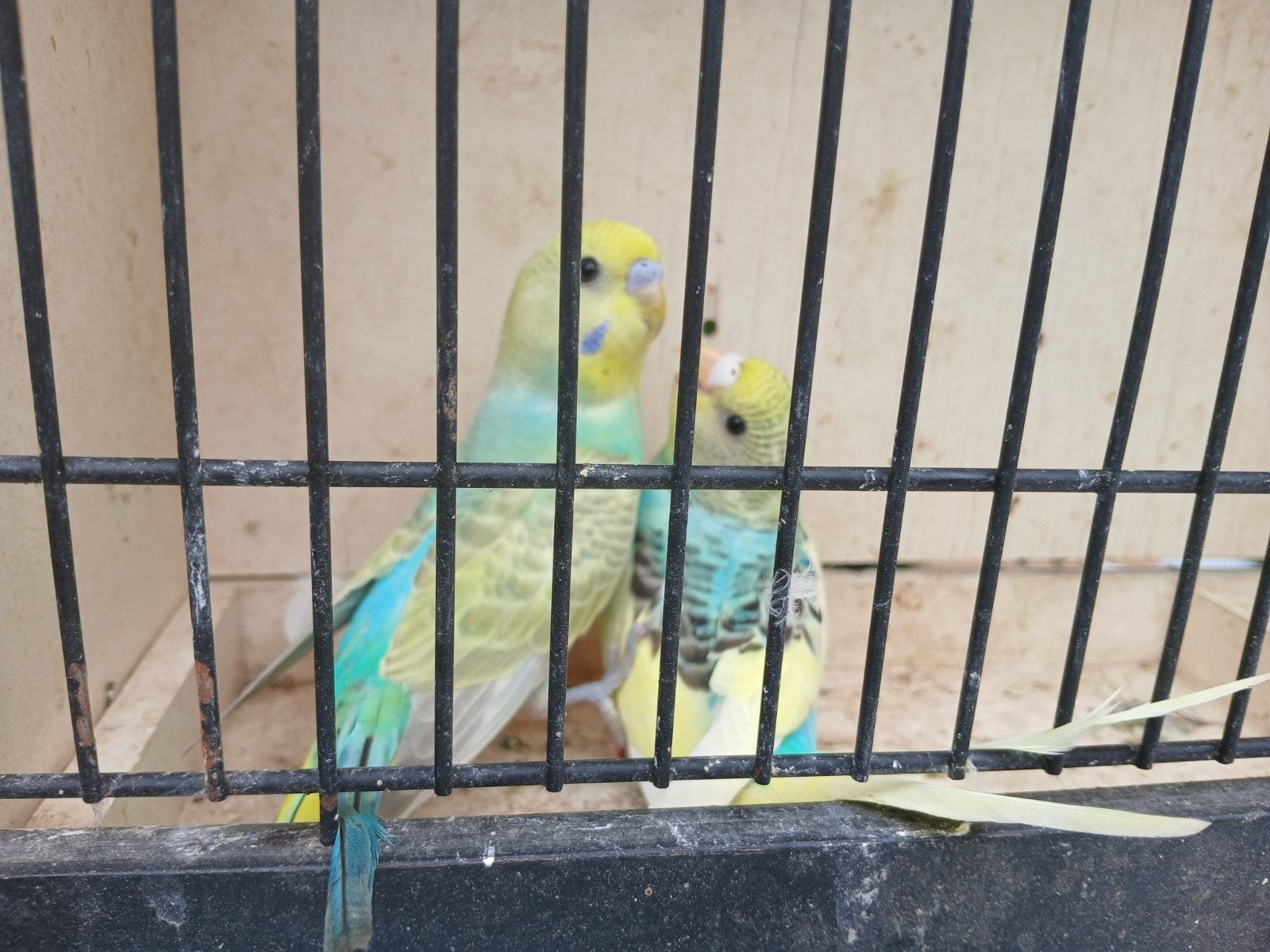 Grasparkieten regenboog, Dieren en Toebehoren, Vogels | Parkieten en Papegaaien