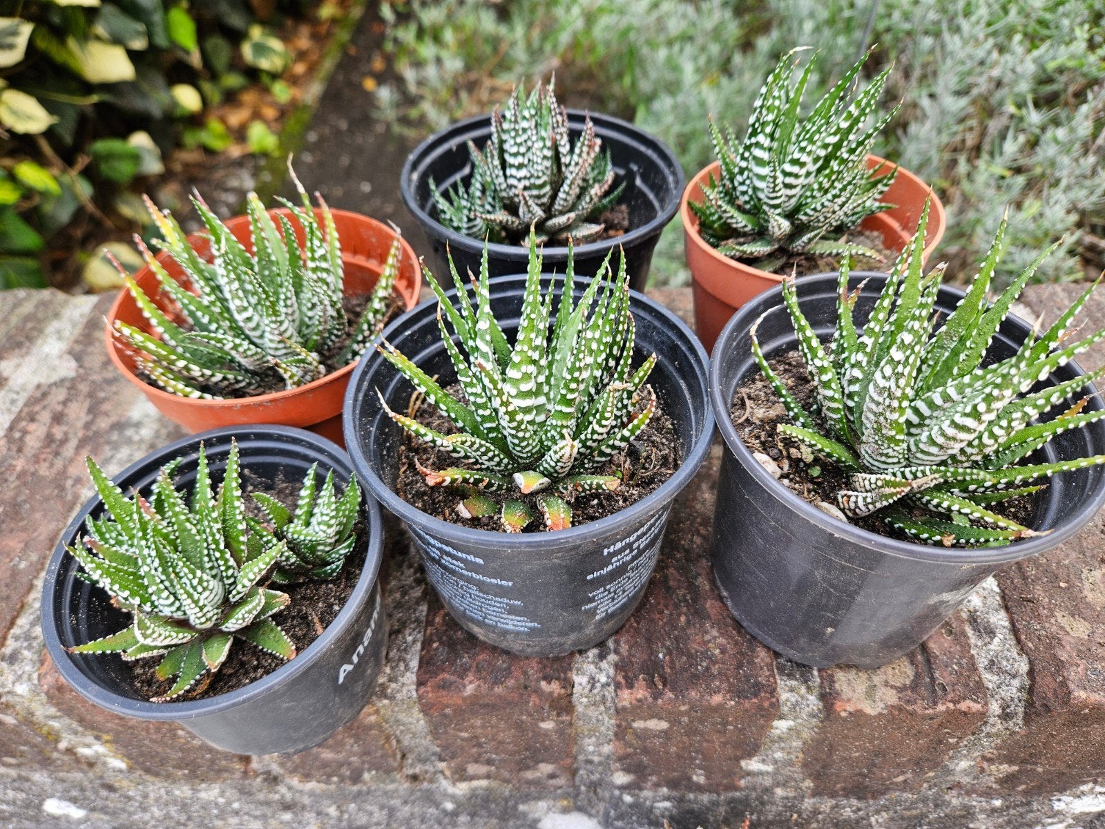 Mooie zebra cactussen (ook leuk als geschenkje), Tuin en Terras, Ophalen