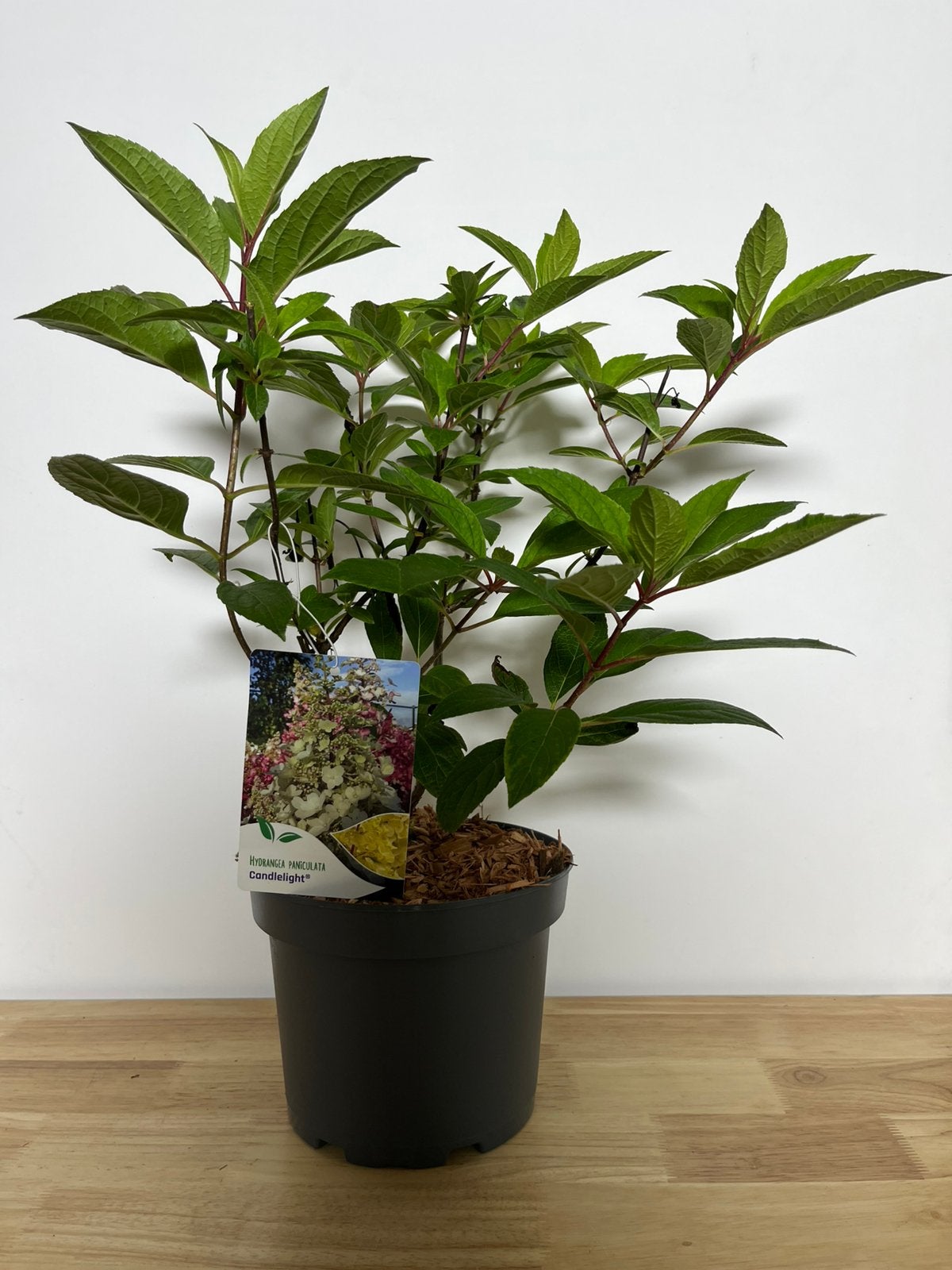Hydrangea pan ‘Candlelight’, Enlèvement