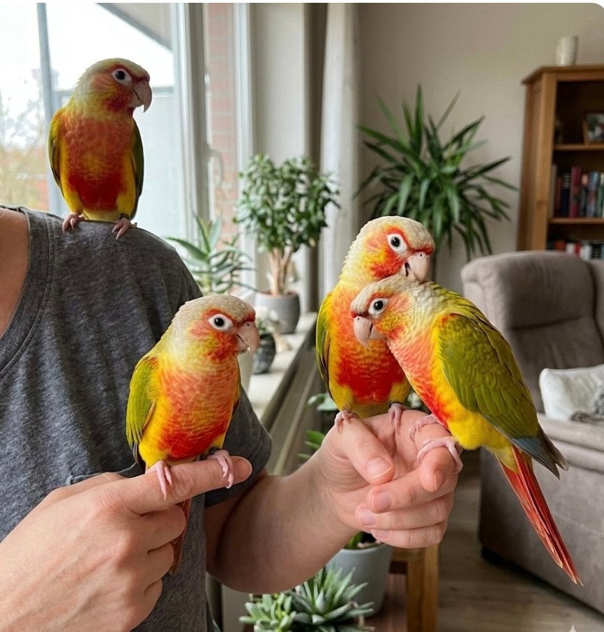 Conure pyrrhura molinea EAM, Dieren en Toebehoren, Papegaai