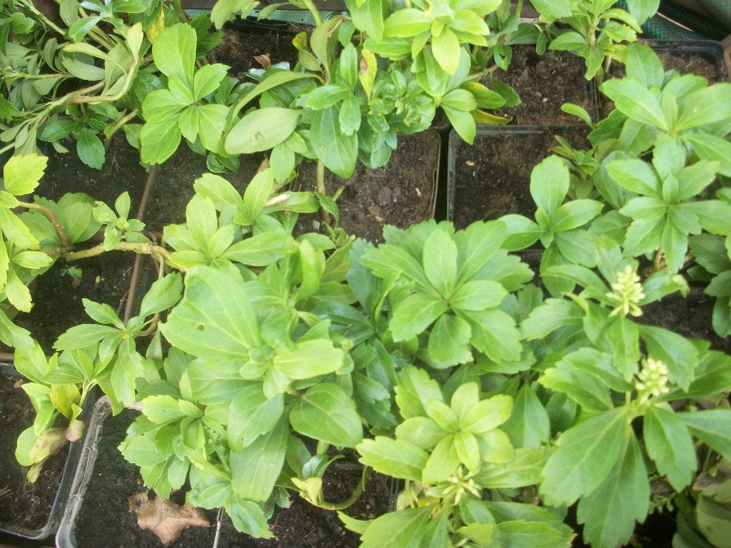 Pachysandra en andere bodembedekkers, Jardin & Terrasse, Plantes | Jardin, Enlèvement, Plante fixe, Mi-ombre, Été