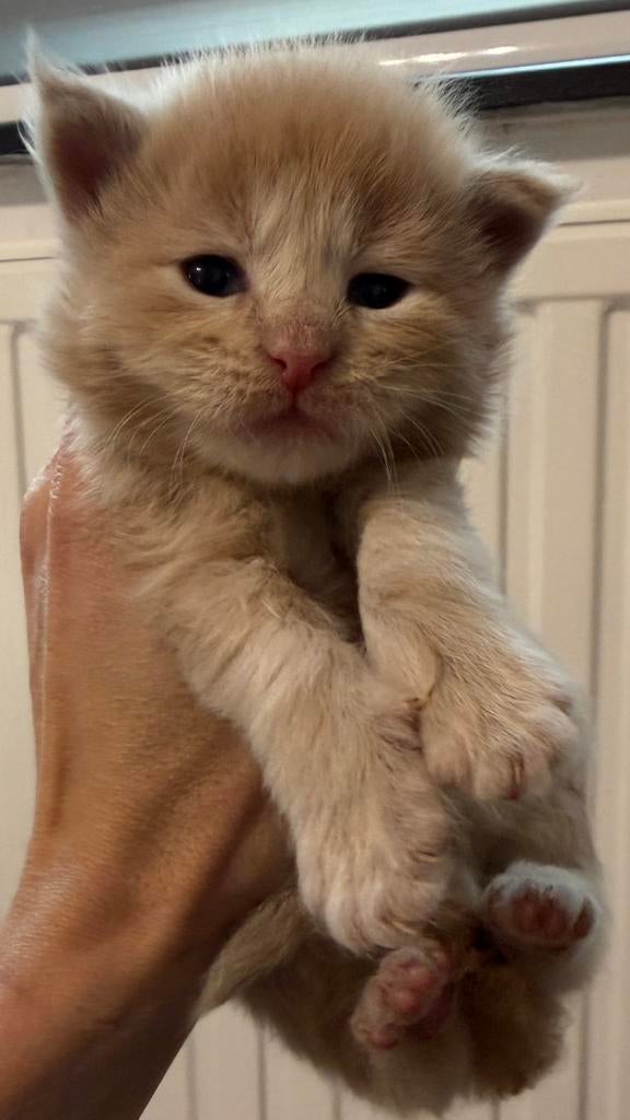 Prachtige Maine Coon kittens, Geslacht onbekend, Gechipt, 0 tot 2 jaar