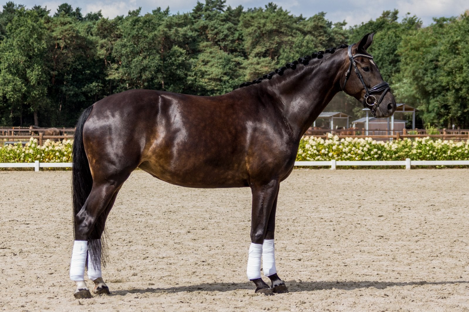 Brave Dressuur merrie, Dieren en Toebehoren, Merrie, Met stamboom, Dressuurpaard, 3 tot 6 jaar