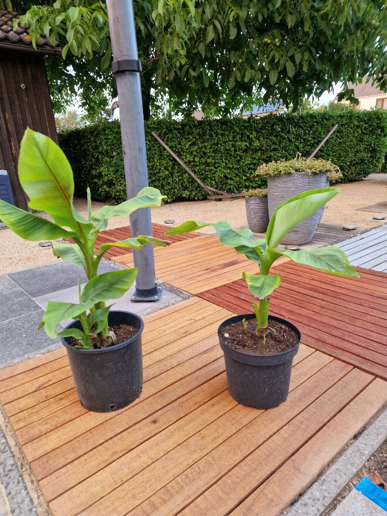 Musa Basjoo 5€, Tuin en Terras, Volle zon, Vaste plant, Bloeit niet, Ophalen