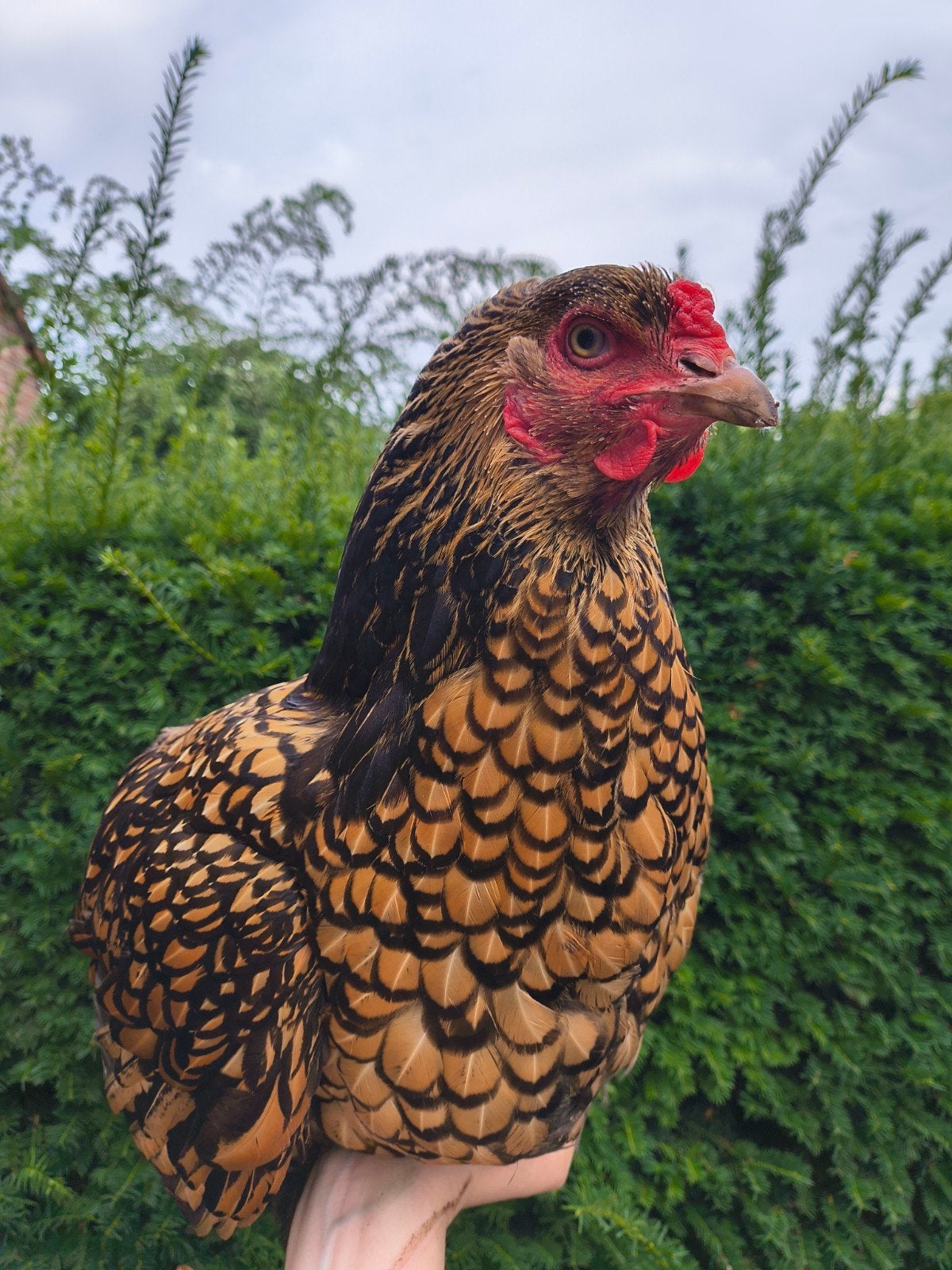 Groothoender brahma hen, Dieren en Toebehoren, Vrouwelijk, Kip
