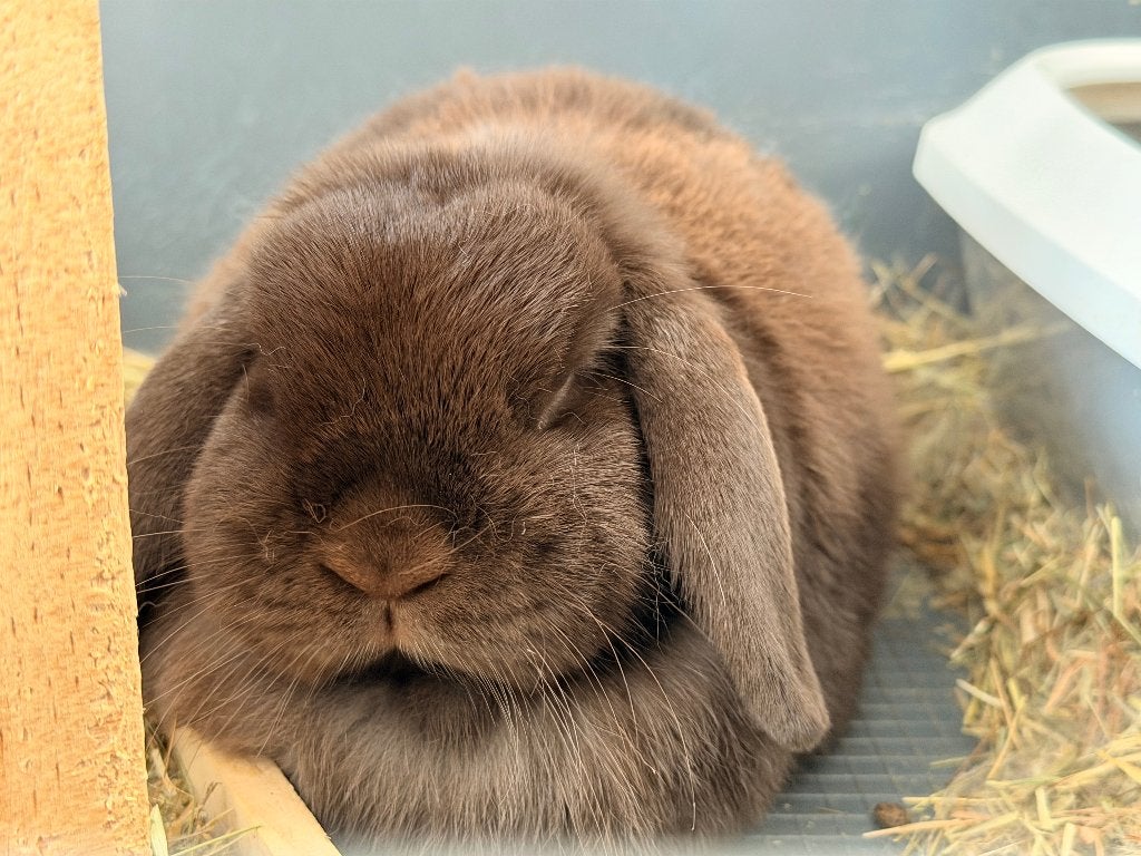 Twee Konijntjes, Dieren en Toebehoren, Meerdere dieren, Middelgroot, Hangoor, 3 tot 5 jaar