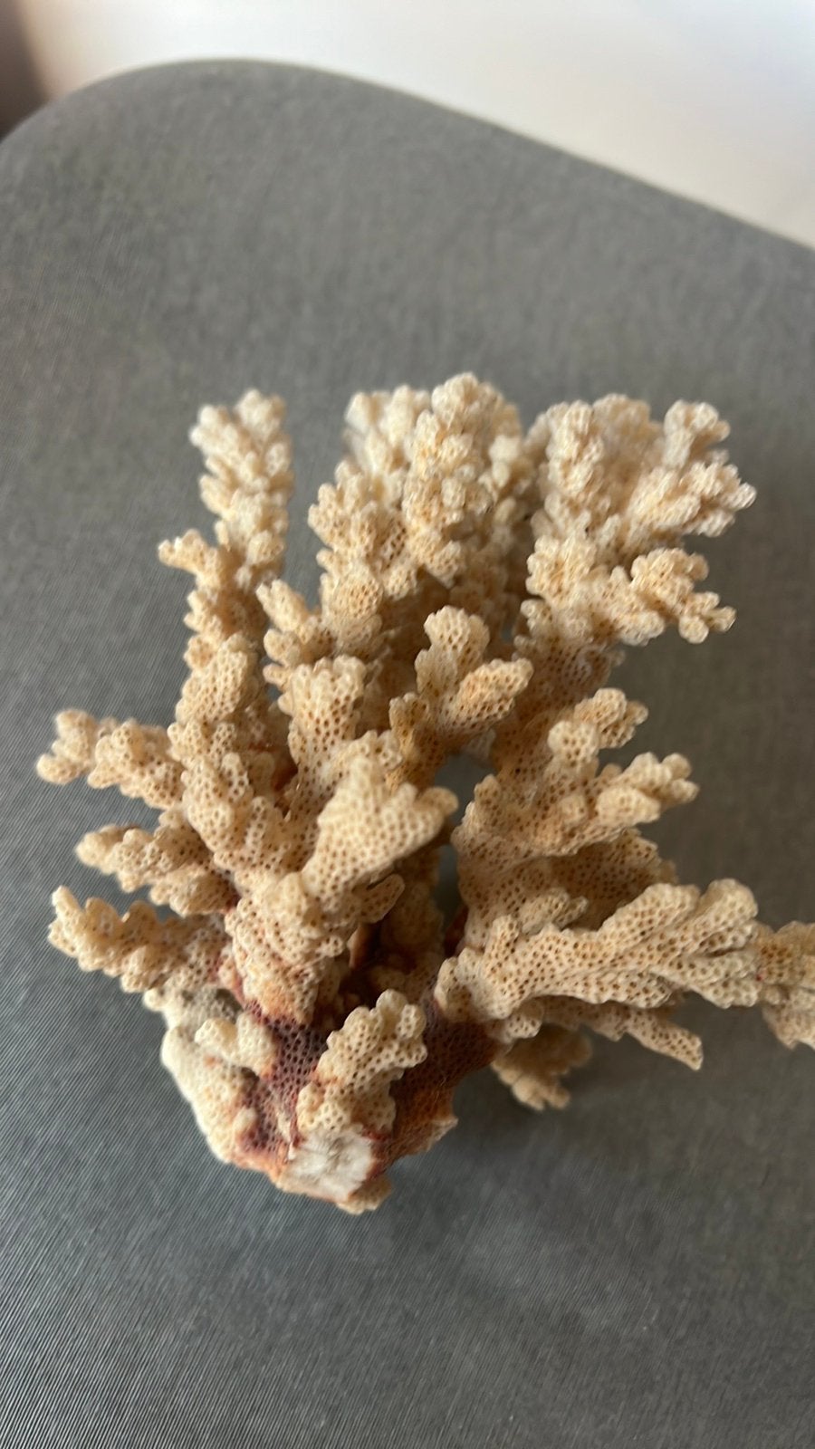 Natural Coral – Large Decorative Branching Coral, Huis en Inrichting, Ophalen of Verzenden, Zo goed als nieuw