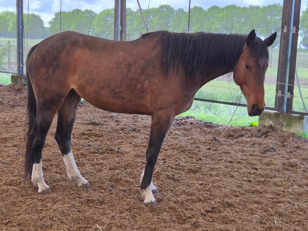 Merrie van Eldorado vd zeshoek x Nabab de rêve, Dieren en Toebehoren, Paarden, Merrie, Springpaard, Met stamboom, 3 tot 6 jaar