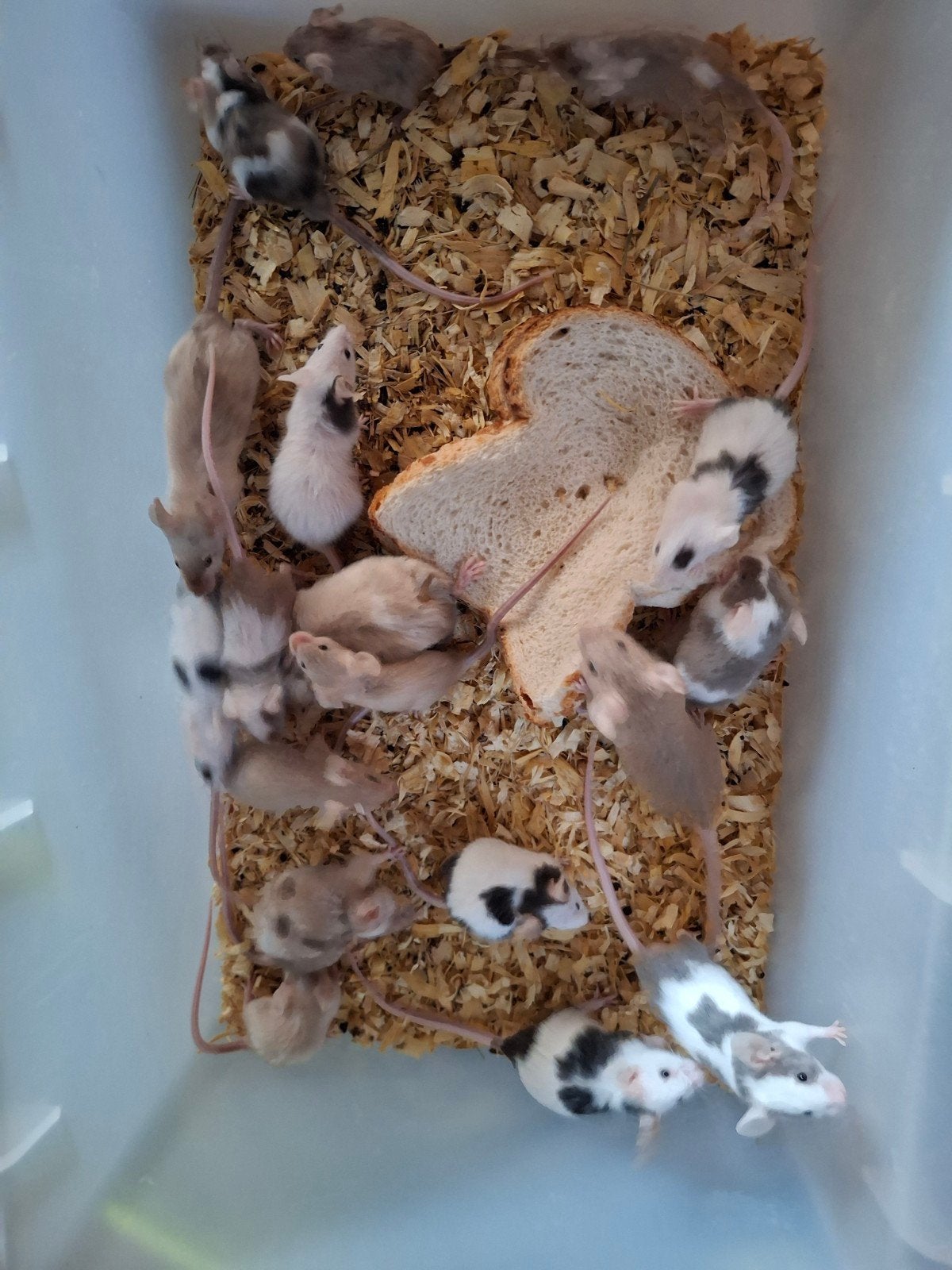 Voedermuizen, Dieren en Toebehoren, Knaagdieren, Februari, Mannelijk, Muis