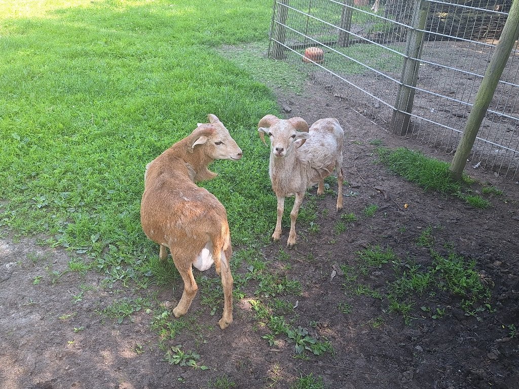 schapen, Dieren en Toebehoren, Schapen, Geiten en Varkens, Mannelijk, Schaap, 0 tot 2 jaar