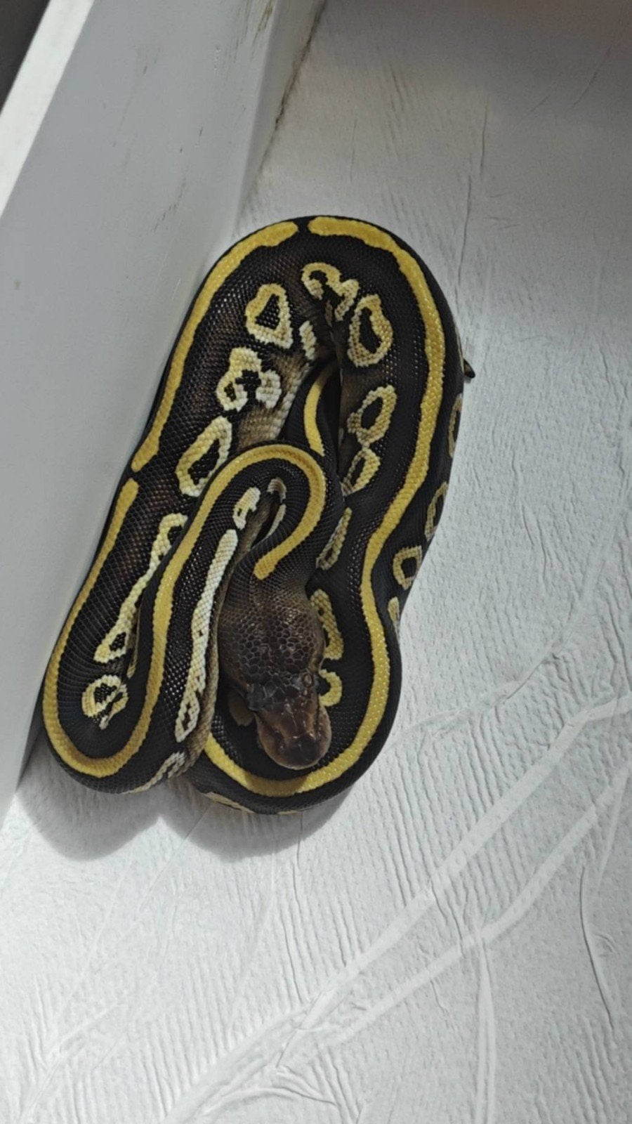 Pythons Regius Ball Python photo 13