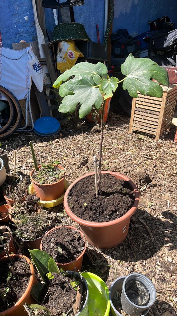 Plante figuier, Jardin & Terrasse, Plantes | Arbres fruitiers, Enlèvement, En pot, Figuier