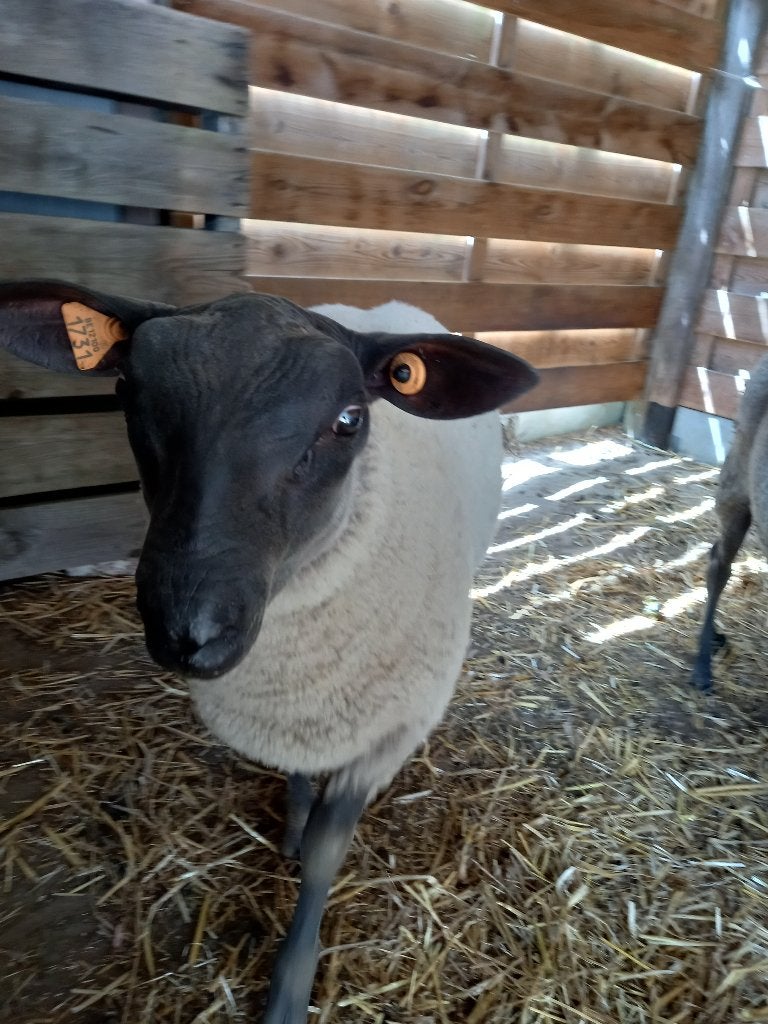 ramlam, Animaux & Accessoires, Mâle, Mouton, 0 à 2 ans
