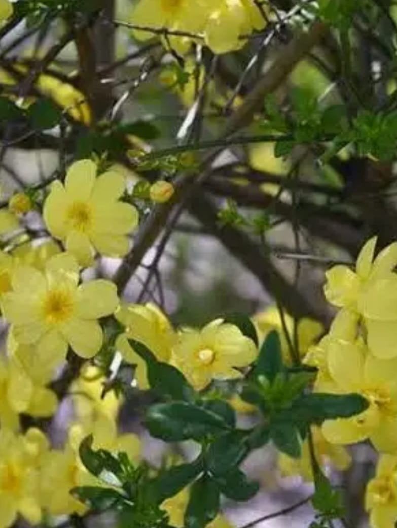 Gele winterjasmijn gewortelde stekjes, Tuin en Terras, Planten | Fruitbomen, Ophalen