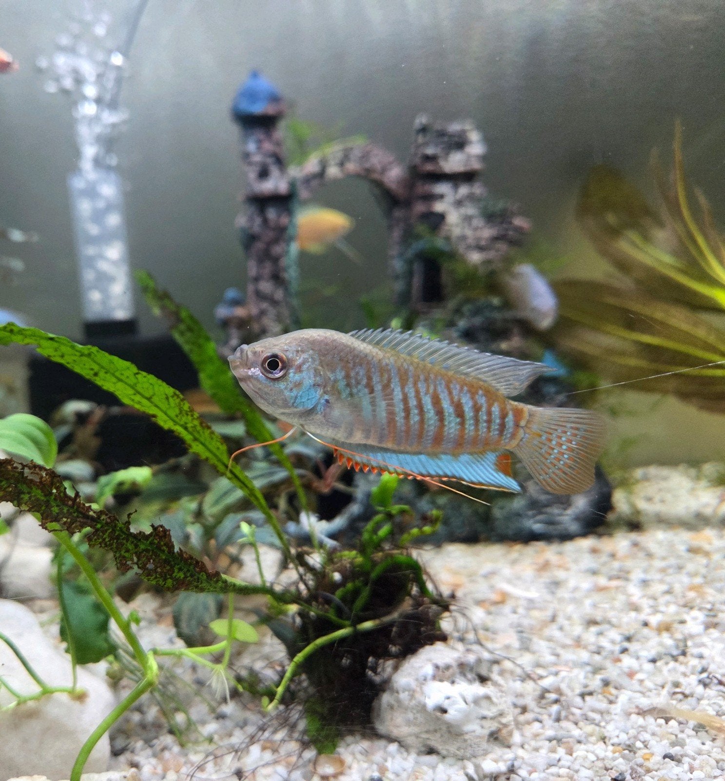 Paradise gourami