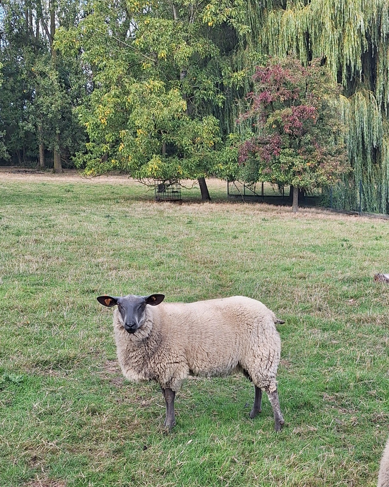 bleu du maine ooilammeren (stamboek & zwoegervrij), Dieren en Toebehoren, Vrouwelijk, Schaap