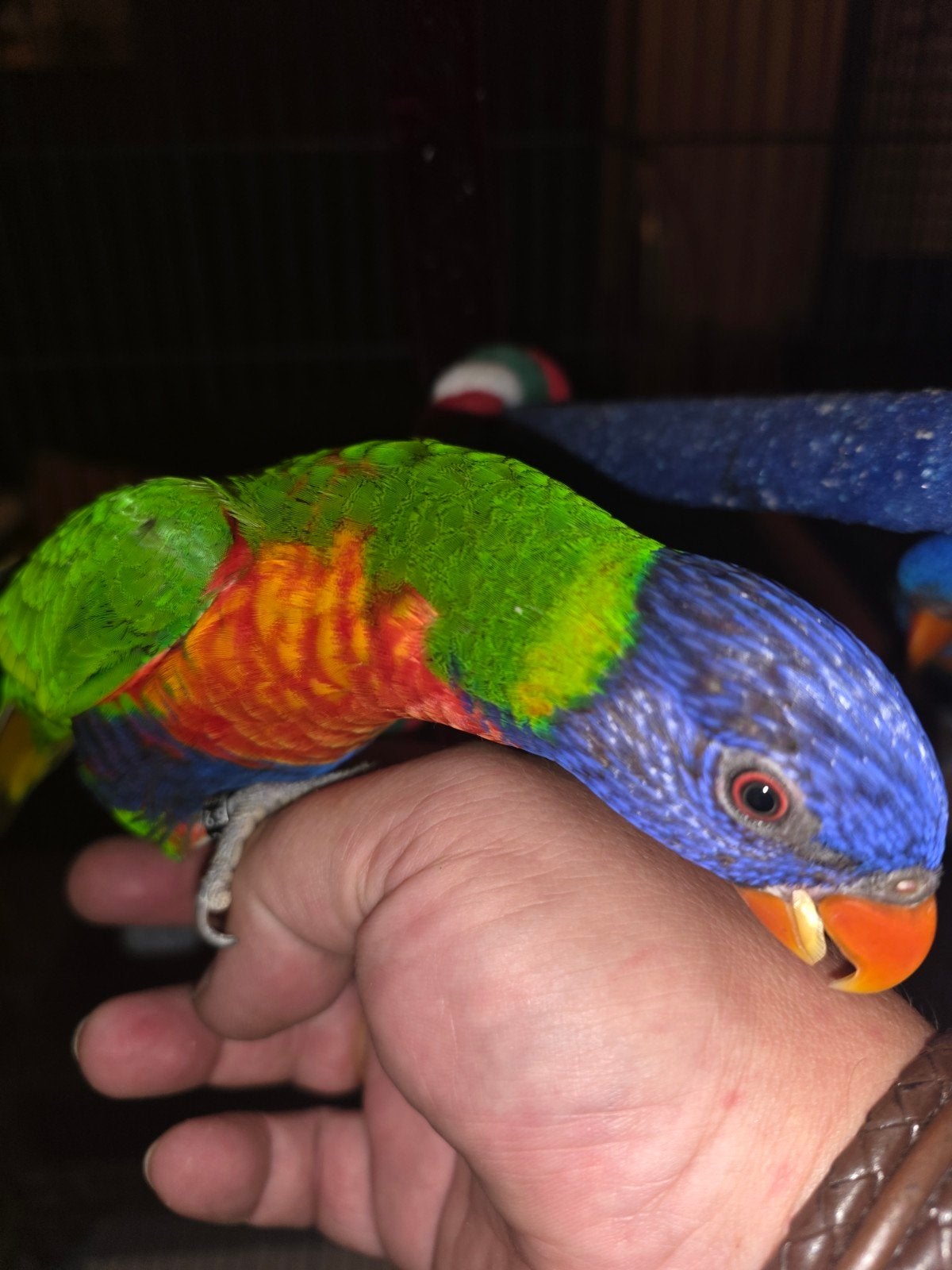 Te koop een paar lorikeets lees de advertentie aandachtig, Mannelijk