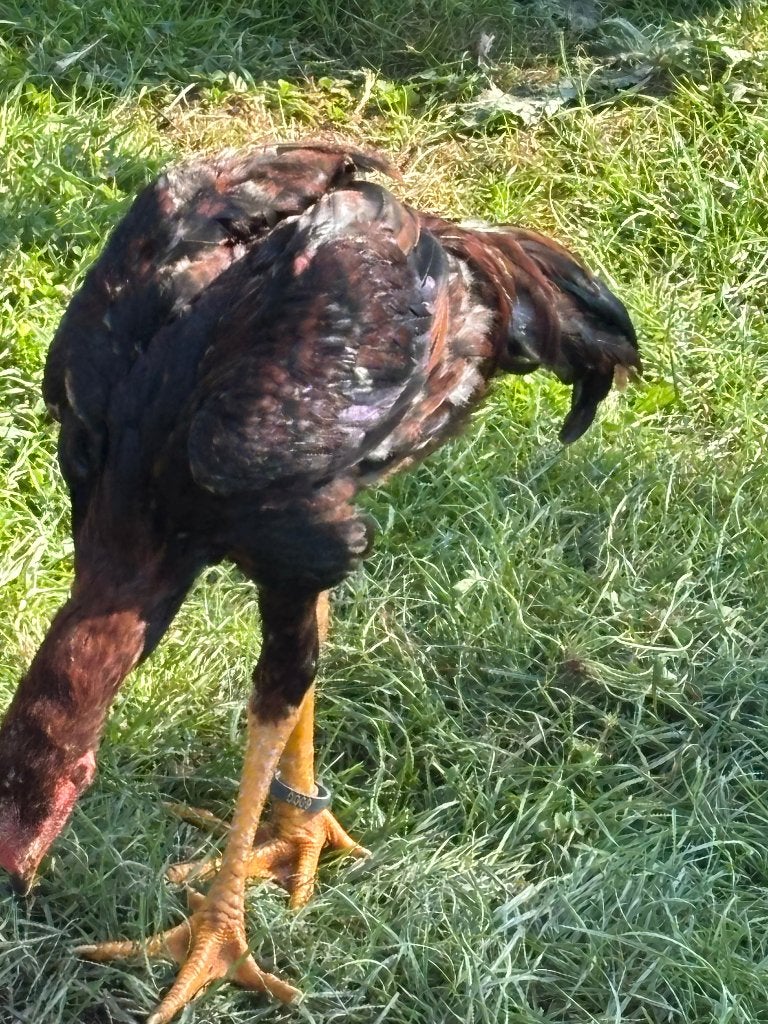 2 Hanen Indio gigante 2026  Duitse origine, Dieren en Toebehoren, Meerdere dieren, Kip