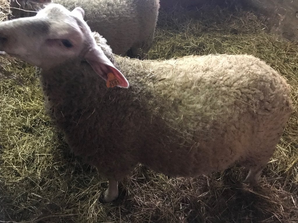 Schapen