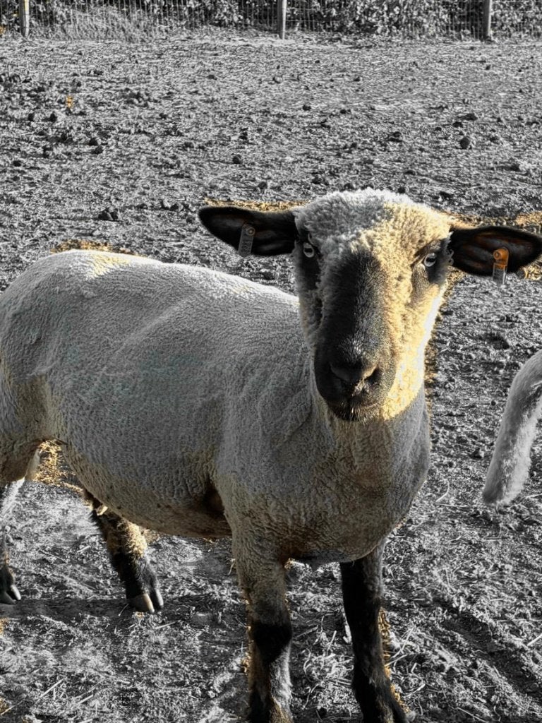 Hampshire down schapen, Animaux & Accessoires, Moutons, Chèvres & Cochons, Femelle, Mouton, 0 à 2 ans