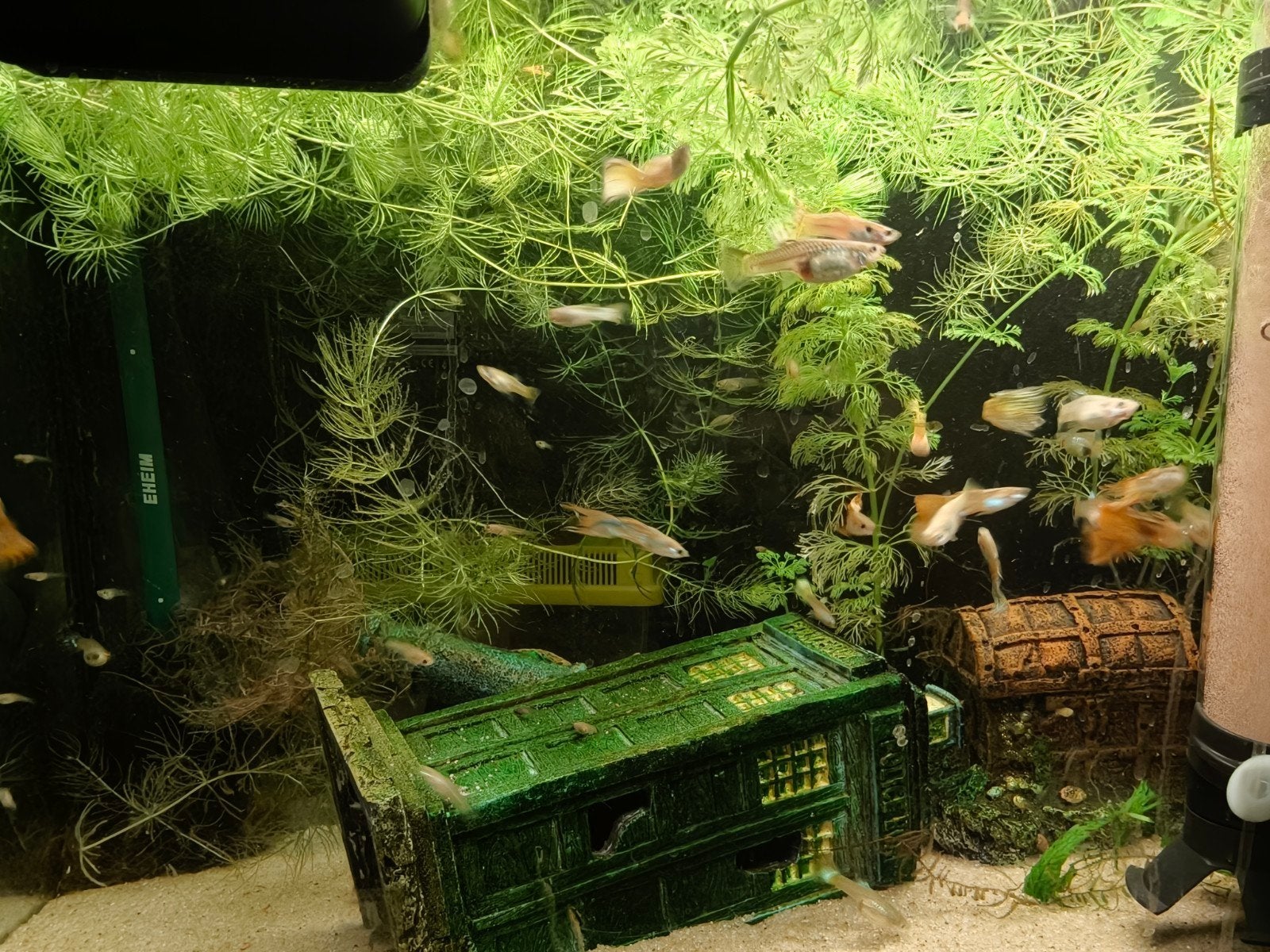 guppy baby's te koop, Ophalen