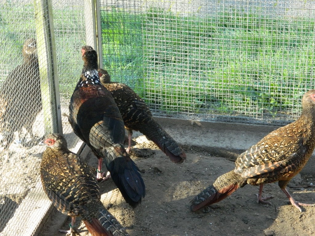 fazanten, Dieren en Toebehoren, April, Meerdere dieren