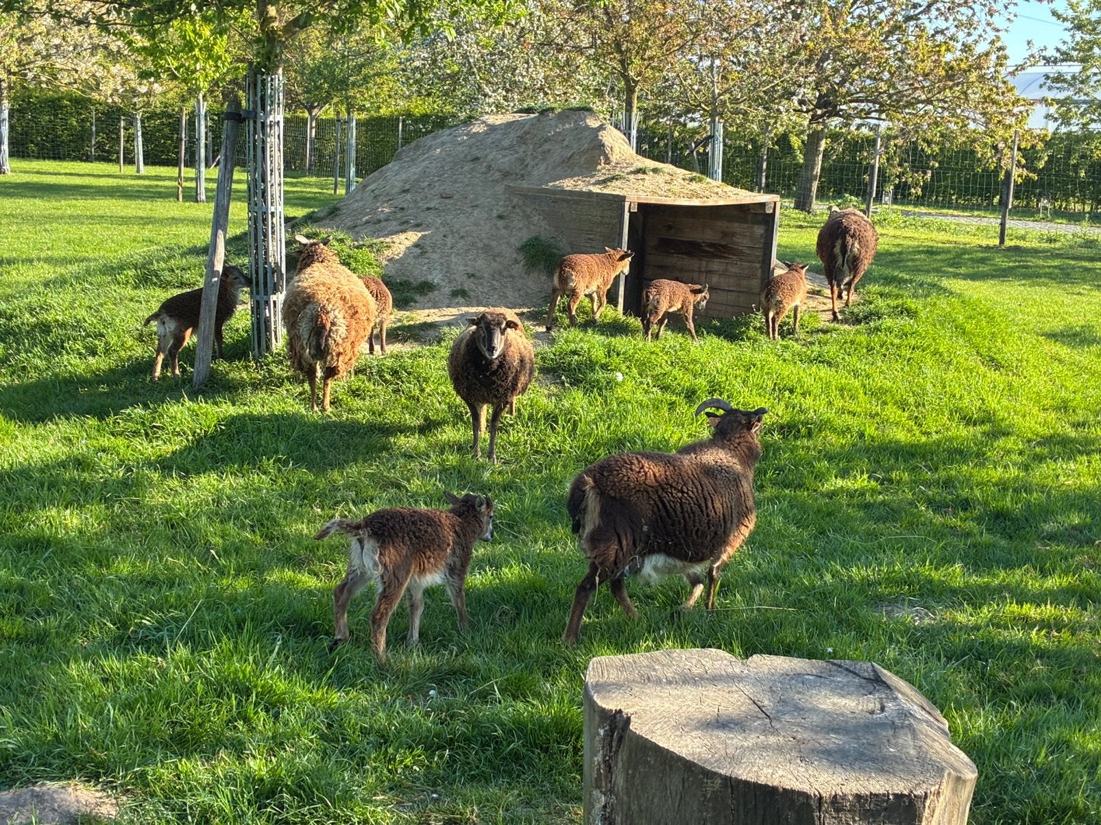 Moutons de soja, Animaux & Accessoires