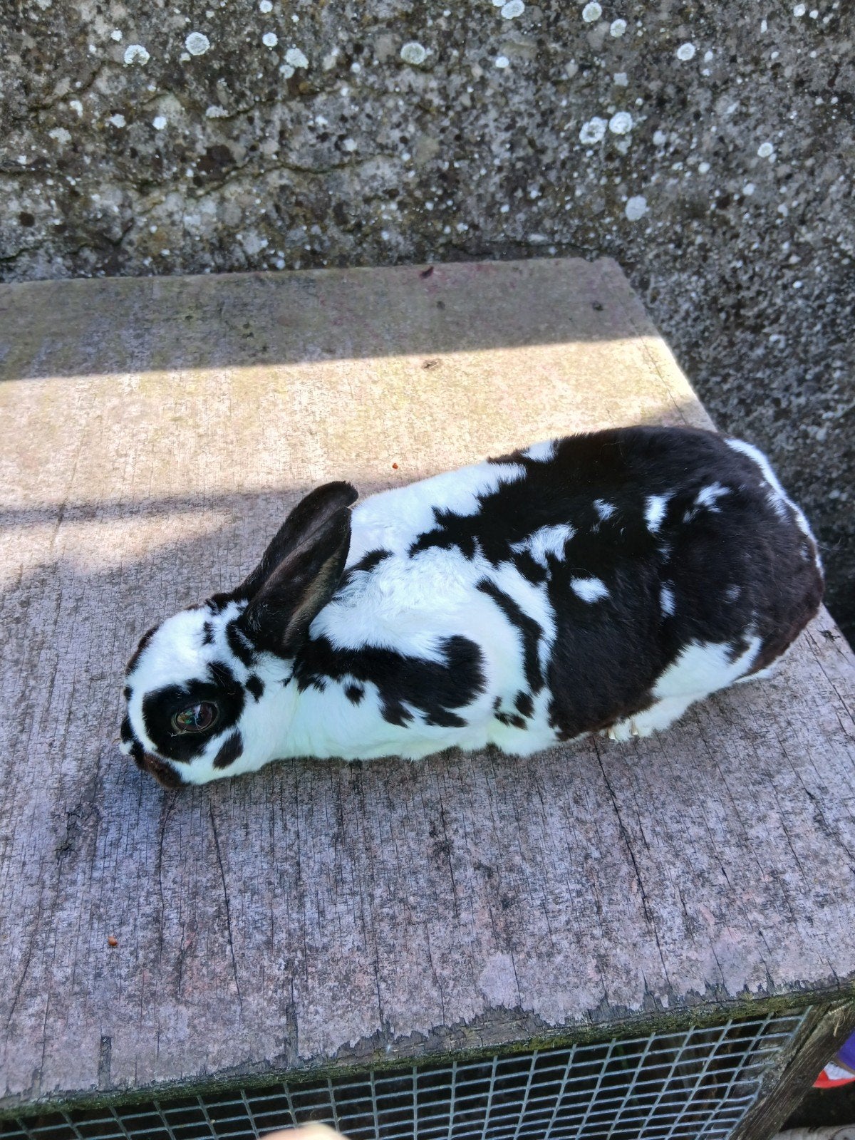 Rexdwerg konijnen, Dieren en Toebehoren, Vrouwelijk, Dwerg, 0 tot 2 jaar