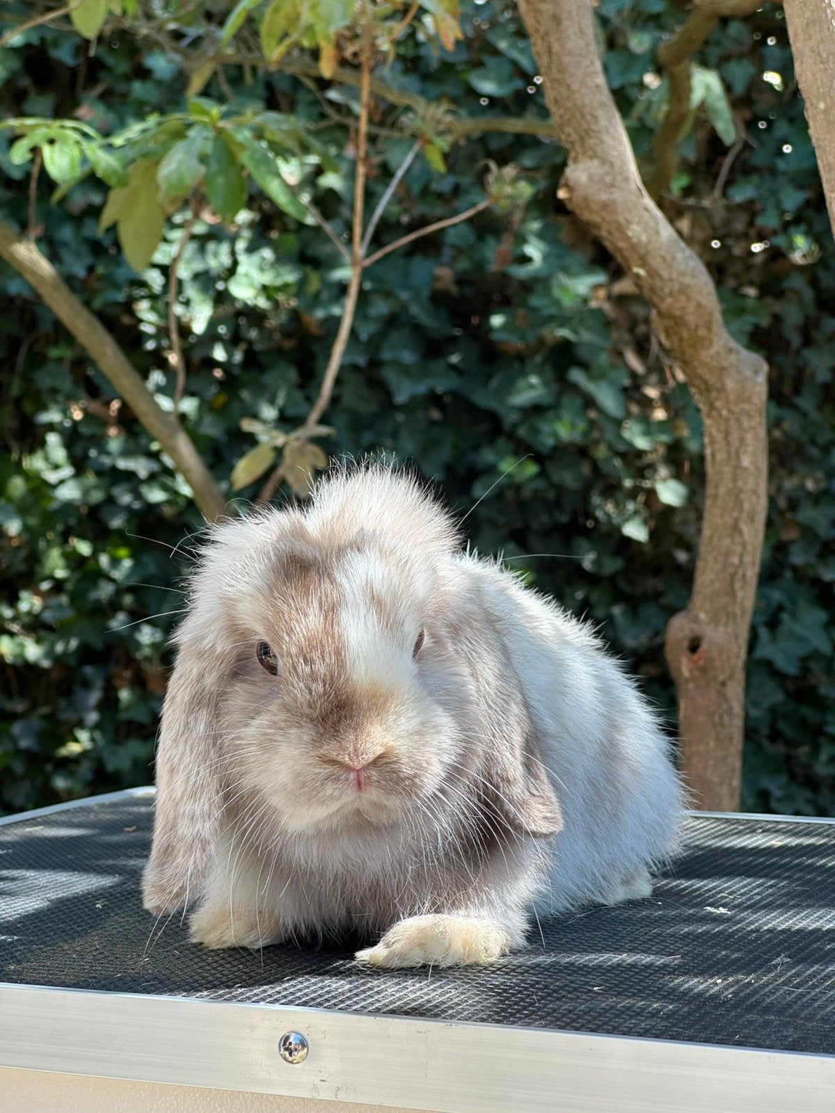 Minilop rammetje, Dieren en Toebehoren, Konijnen, Hangoor