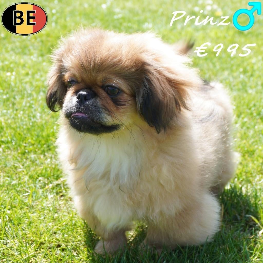 Prinz, Pékinois - ce petit coeur recherche un doux foyer, 15 semaines à 1 an, Commerçant, Chien (mâle), Pékinois ou Épagneul nain