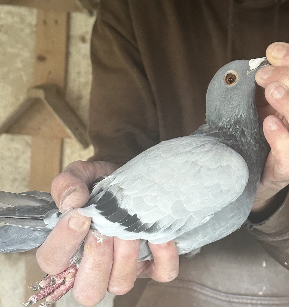 Bewezen kweekduiven, Femelle, Pigeon voyageur
