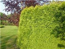Haagplanten: Coniferen Thuja Laurier Prunus lau Taxus Hedera, Ophalen, Hortensia, Haag