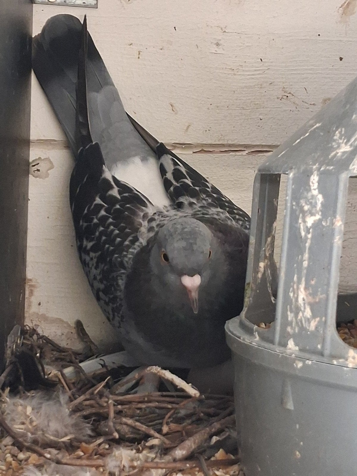 5 Turkse takla's., Dieren en Toebehoren