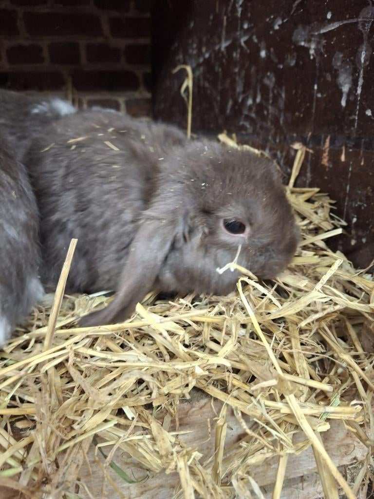 Nhd konijntjes, Dieren en Toebehoren