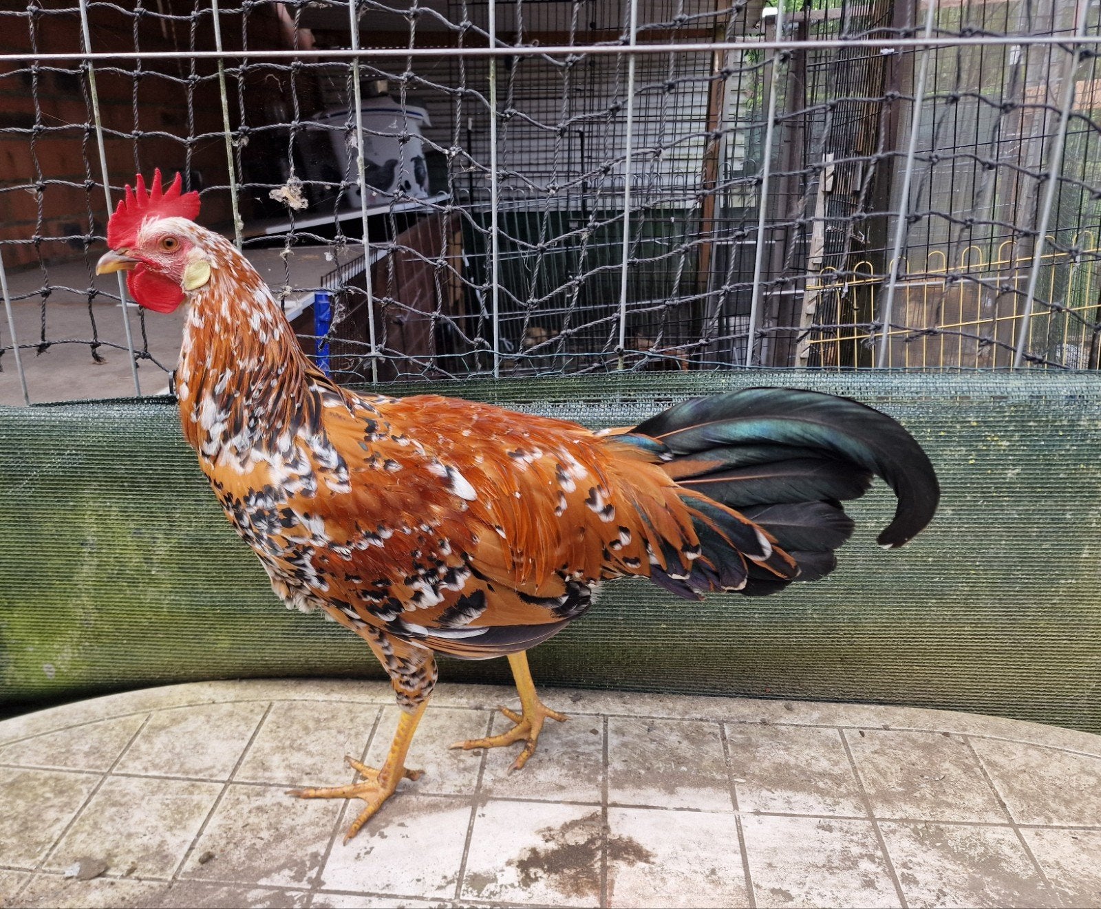 jong haantje zoekt eigen toompje leghorn porselein, Dieren en Toebehoren, Pluimvee
