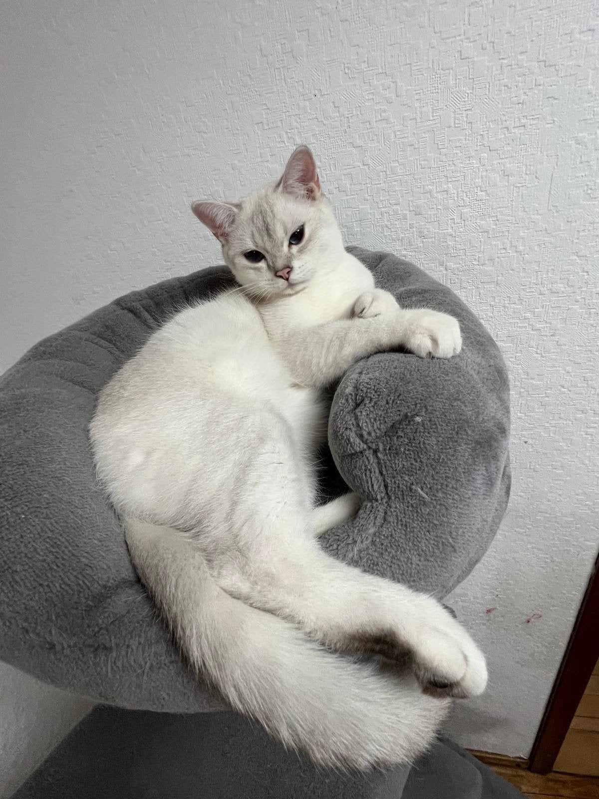 kittens, Kater, Gechipt, 0 tot 2 jaar