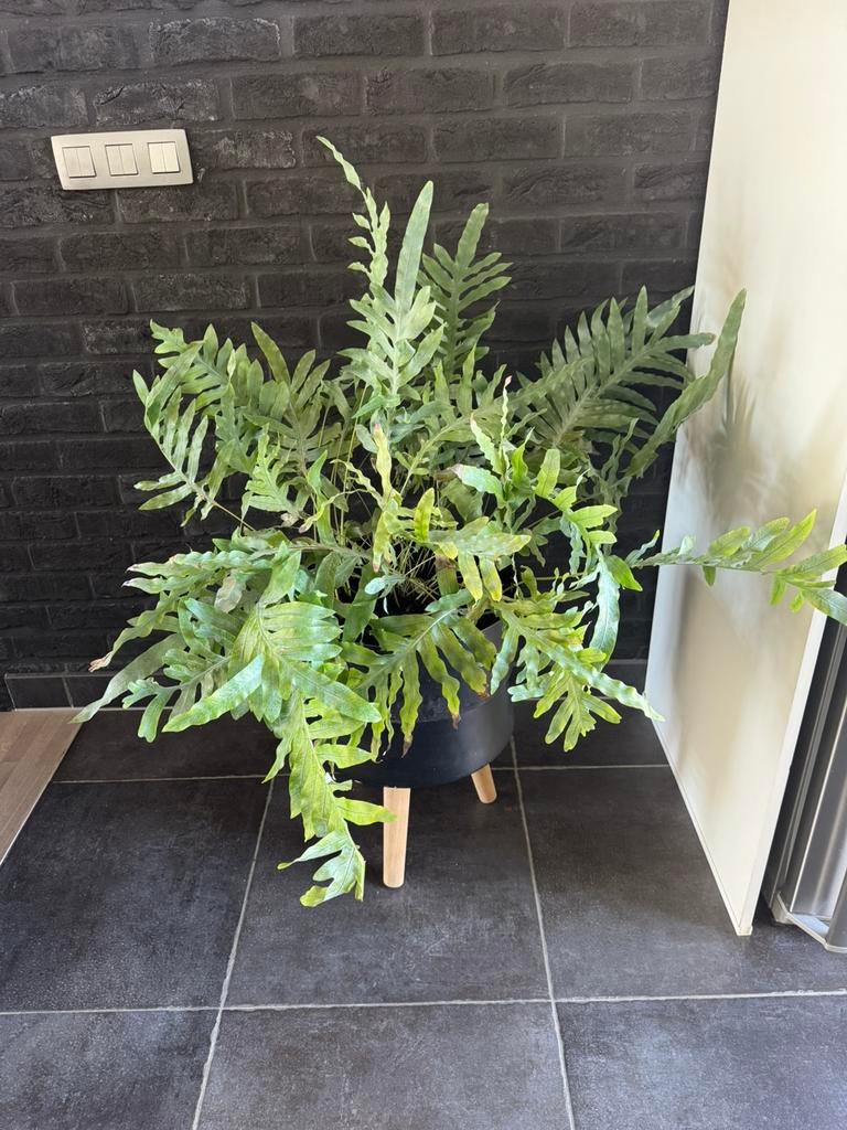 Grote blauwvaren (pot op poten niet inclusief), Ophalen