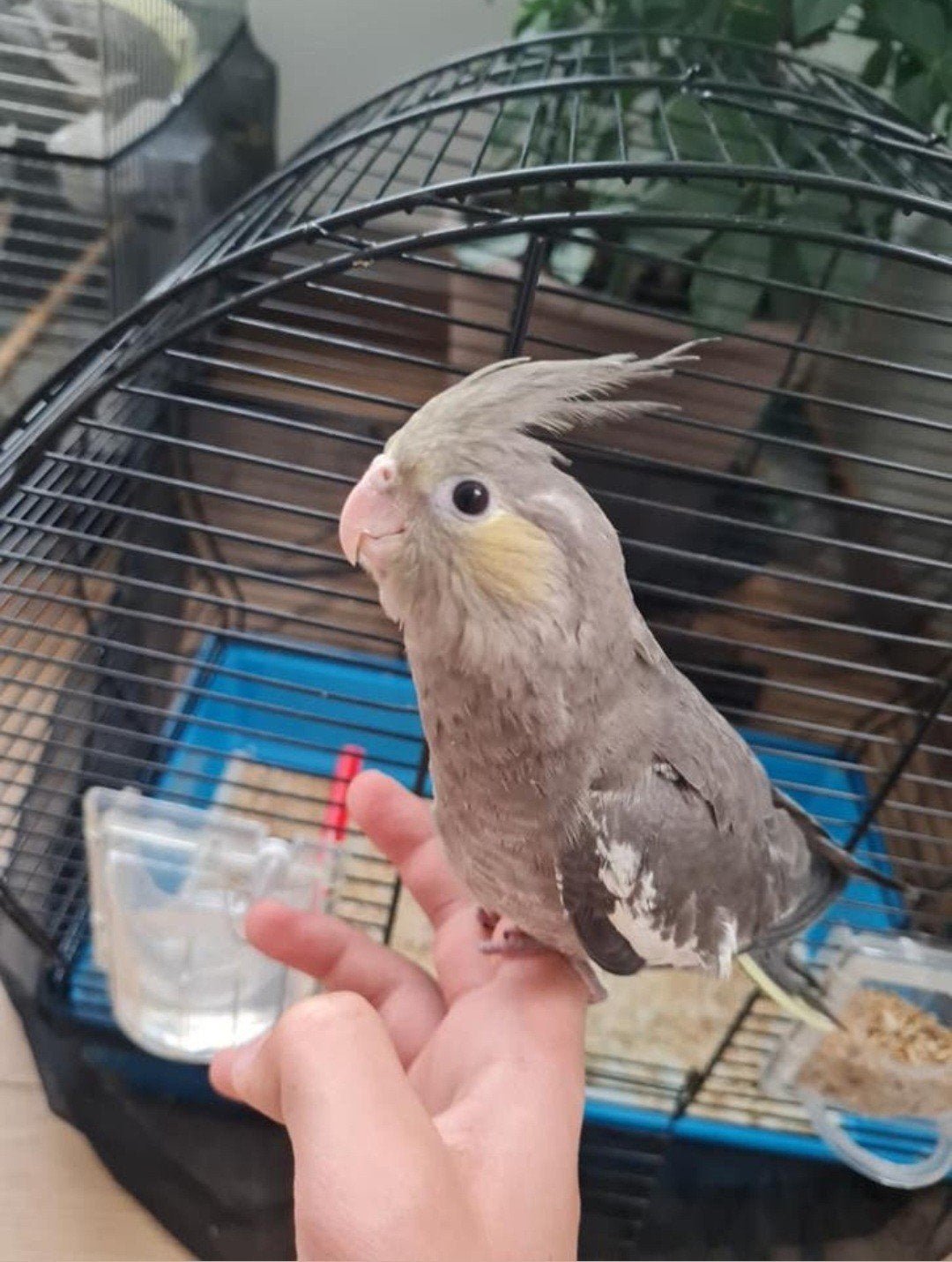 Zeer tamme valkparkiet €150‼️, Animaux & Accessoires, Rongeurs, Mai, Sexe inconnu, Domestique