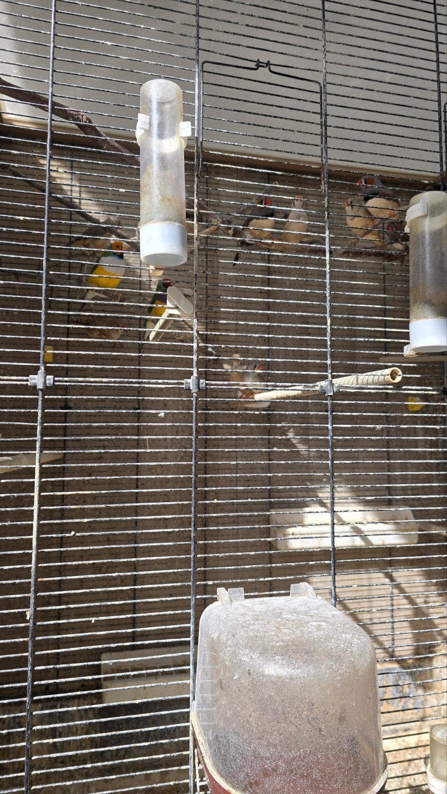 A donner exotiques avec cage, Animaux & Accessoires, Oiseaux | Oiseaux Autre