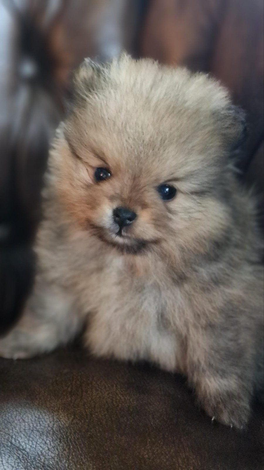 Pomeriaan puppie dwergkeesje pomeranian, Dieren en Toebehoren, België, Fokker | Hobbymatig, CDV (hondenziekte), 8 tot 15 weken
