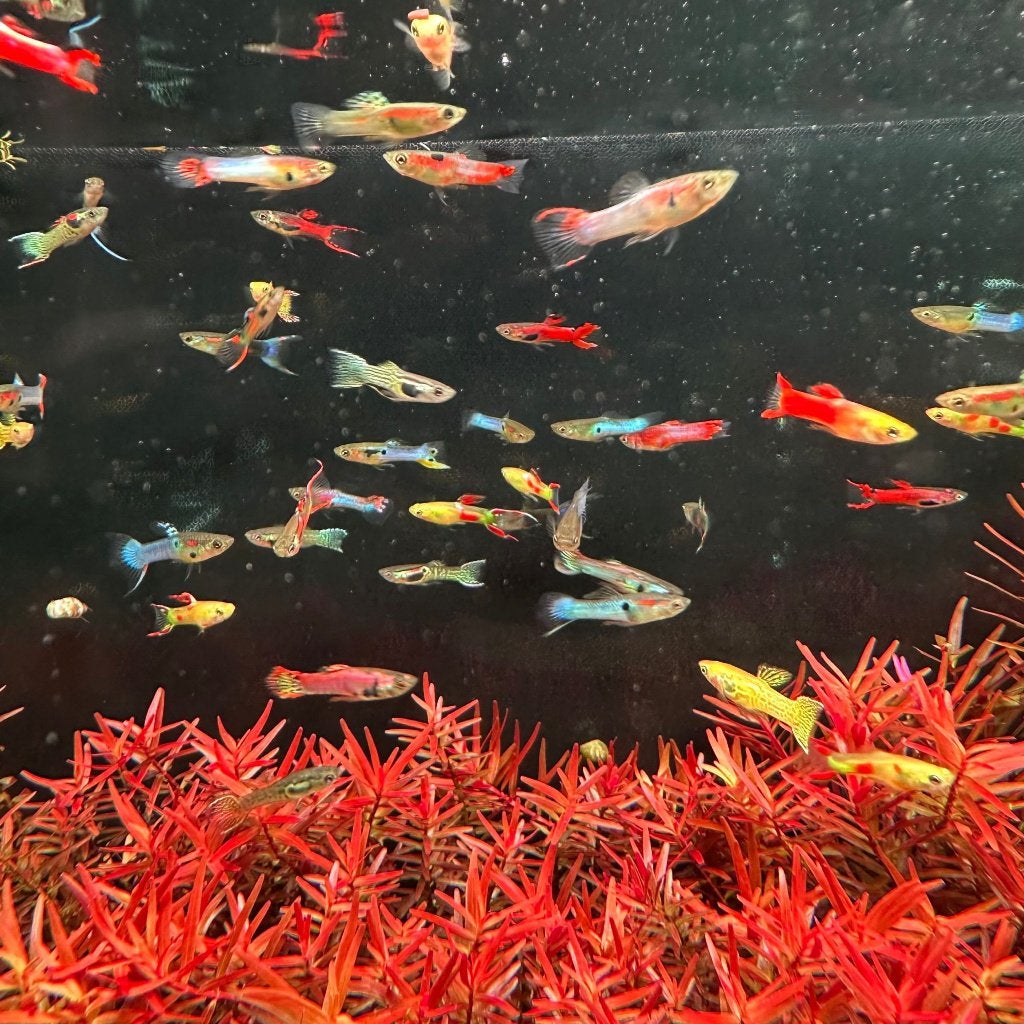 endler guppy, Vis, Zoetwatervis