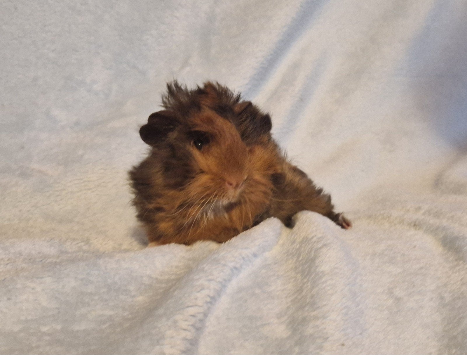 Prachtig raszuiver Peruvian cavia beertje, Dieren en Toebehoren, Cavia, Juni, Mannelijk, Tam