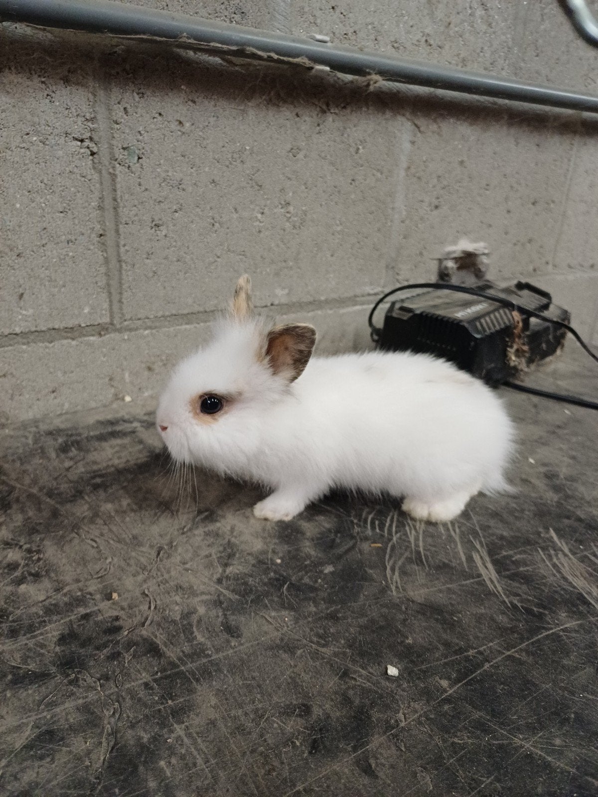 Tam dwergkonijntje, Dieren en Toebehoren, Konijnen, Mannelijk, Dwerg, 0 tot 2 jaar
