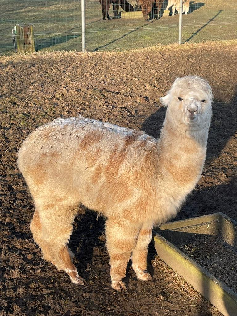 Appoloose hengstje, Dieren en Toebehoren, Juli, Mannelijk