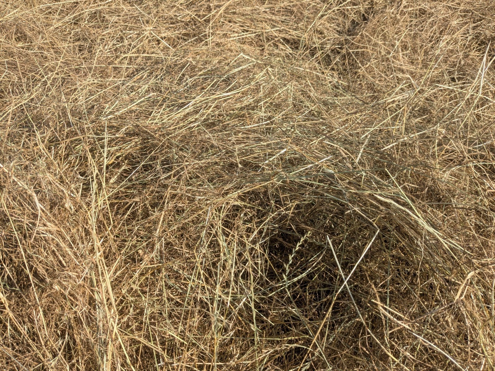 Kleine balen hooi Ternat Lombeek, Dieren en Toebehoren, Ophalen of Verzenden