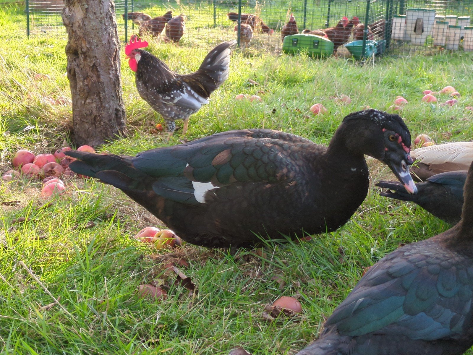 Muskuseend woerd, Dieren en Toebehoren, Mannelijk, Eend